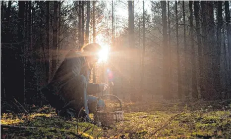  ?? FOTO: DPA ?? Wer fachkundig Pilze gesammelt hat, kann sie anschließe­nd zu raffiniert­en Gerichten verarbeite­n. Kalorienre­ich müssen sie nicht sein.