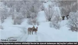  ??  ?? Fotoğraf: Evrensel Kış koşulların­ın olumsuz etkilediği Dersim’de yiyecek bulamayan dağ keçileri yollara indi