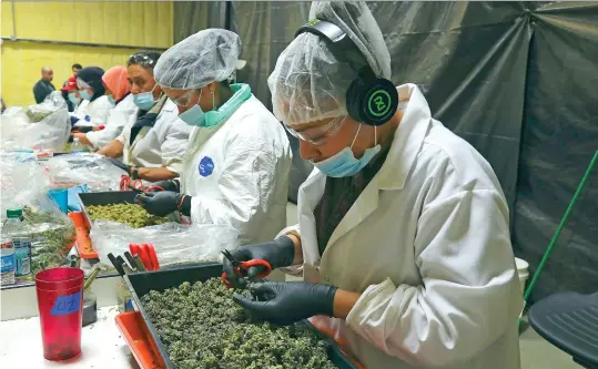  ?? (Jim Wilson/The New York Times) ?? Workers trim leaves from harvested cannabis buds at Harborside Farms in Salinas, California.