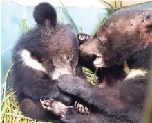  ?? — AFP photo ?? The two Asiatic black bear cubs which were rescued in Luang Namtha province.