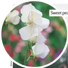  ??  ?? Sweet pea ‘Hi Scent’