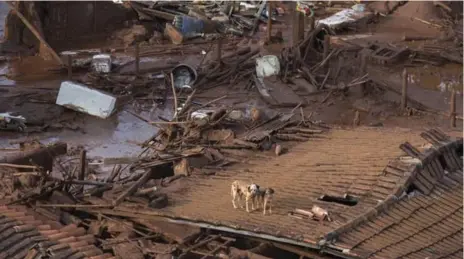  ?? FELIPE DANA/THE ASSOCIATED PRESS ?? Two dogs stand on the roof of a destroyed house in Bento Rodrigues, Brazil, after two dams burst on Thursday. Crews are searching for survivors.