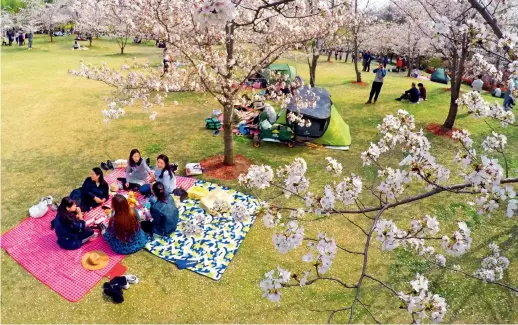  ?? ?? Tourists take part in Cherry Blossom Festival in a park in Shanghai on March 29, 2021