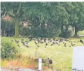  ?? ARCHIVFOTO: MÖLDERS ?? Auch am Spielplatz in Wardt haben sich die Krähen angesiedel­t. Deshalb sollen sie von dort vertrieben werden, genauso wie von mehrere Orten in der Xantener Innenstadt.