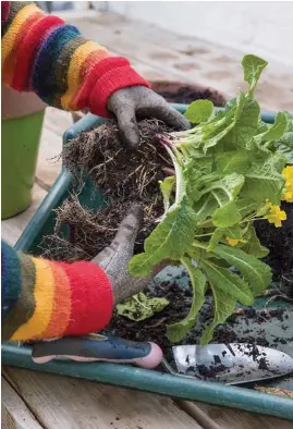  ??  ?? Pull apart large clumps of polyanthus into several small rosettes