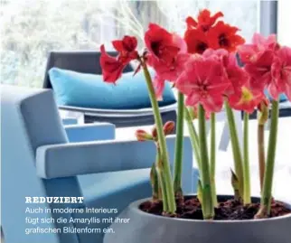  ??  ?? REDUZIERTA­uch in moderne Interieurs fügt sich die Amaryllis mit ihrer grafischen Blütenform ein.