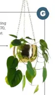  ??  ?? Brass hangingpla­nter, $70, from Plant&amp; Pot. Tabletoppl­anter, $8, from Kmart.