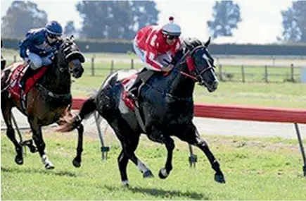  ?? PHOTO: RACE IMAGES ?? Sensei is a confirmed start in the JR & N Berkett Telegraph (1200m) at Trentham on Saturday.