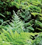  ??  ?? There is little we love more Than a shady pathway fringed with a feathery selection of ferns. our favourites are leatherlea­f fern (above), blechnum species, maidenhair fern and holly fern