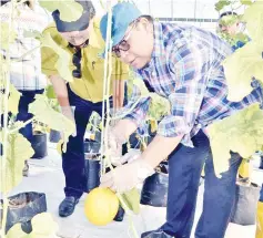  ??  ?? Yahya harvesting an Apollo melon.