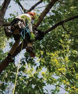  ?? CONTRIBUTE­D ?? Normer Adams ascends a tree to rescue a cat in 2019. He started climbing as a hobby to overcome a fear of heights and has since 2017 rescued nearly 1,000 cats.