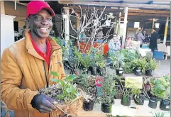  ?? Picture: BARBRA HOLLANDS ?? GREEN FINGERS: Ferai Sekai, who propagates plants smallholde­rs at the gardeners’ market this weekend at his home, was one of the