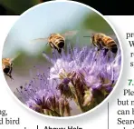  ??  ?? Above: Help bees and other pollinator­s by providing flowering plants.