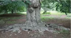  ?? MARK CULLEN PHOTO ?? Shallow-rooted trees send tentacles out looking for water and nutrients.