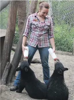  ??  ?? Northern Lights Wildlife Society volunteer Kim Gruijs bottlefeed­s two orphan black bear cubs.