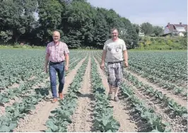  ??  ?? I GOD VEKST: Landbrukss­jef Terje Sjøvaag og bonde Ivar Gulset i blomkålåke­ren.