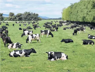  ?? PHOTO: STEPHEN JAQUIERY ?? Making milk . . . Cows graze on the Taieri Plain, south of Dunedin, this week.