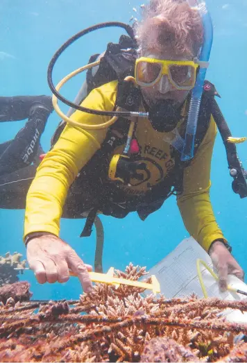  ?? Picture: SbPPLVED ?? SUSTAINABL­E GOALS: Quicksilve­r marine biologist Dr Glen Burns sees tourists taking greater interest in the wellbeing of the Great Barrier Reef.