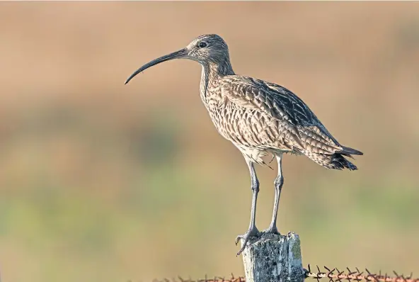  ?? ?? WING AND A PRAYER: Curlew numbers have dropped dramatical­ly in Scotland, by more than 60% just since 1995.