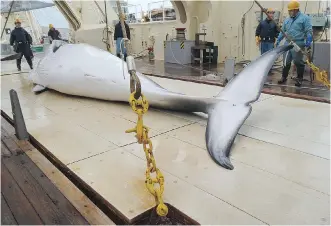  ?? THE INSTITUTE OF CETACEAN RESEARCH ?? Japan plans to dispatch a “research” whaling mission to the Antarctic Ocean Tuesday to kill 333 whales, the government said, defying internatio­nal criticism and despite a UN legal decision that such activity disguises commercial hunts.