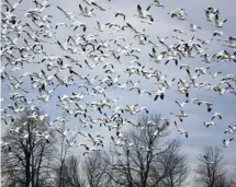  ?? JAY NETHERWOOD PHOTO ?? Snow Geese numbers continue to increase in eastern Ontario this fall. This flock was seen in Chestervil­le.