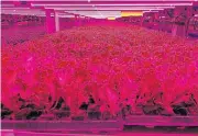  ?? /Reuters ?? Going up: Vegetables grow in layers at Badia Farms’ hi-tech urban vertical farm in Dubai, as the city lockdown continues to counter the spread of the coronaviru­s.