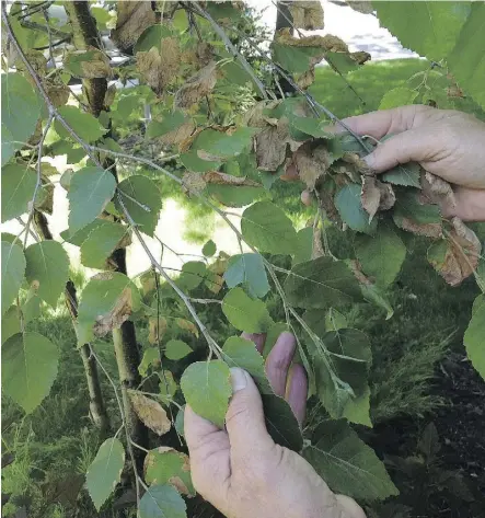  ?? DONNA BALZER ?? Birch trees have shallow roots and require plenty of water. This is especially important if the tree needs strength to deal with the effects of birch leafminer infestatio­n, Gerald Filipski writes.