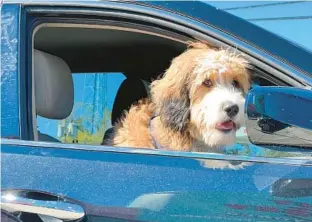  ?? SEAN PITTS/SOUTH FLORIDA SUN SENTINEL ?? A dog looks out of the passenger-side window of a car in Orlando on Feb. 13. A proposed ban on people driving with their dogs’ heads outside car windows has drawn backlash.