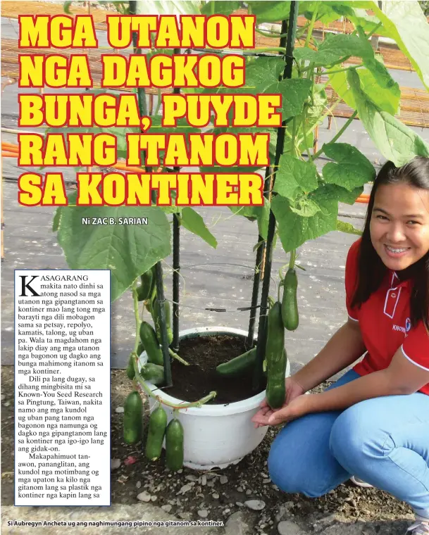  ??  ?? Si Aubregyn Ancheta ug ang naghimunga­ng pipino nga gitanom sa kontiner.