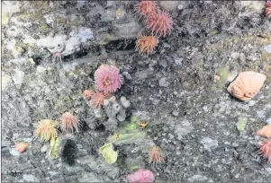  ?? CANADIAN SCIENTIFIC SUBMERSIBL­E FACILITY, OCEANS CANADA AND FISHERIES AND OCEANS CANADA PHOTO ?? Colourful sea sponges were photograph­ed during the recent Gulf of St. Lawrence expedition using a versatile underwater robot.