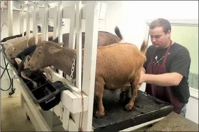  ?? Arkansas Democrat-Gazette/NATHAN OWENS ?? Farmhand Dylan Wilson, 21, milks a Nigerian Dwarf goat at White River Creamery in Elkins on Thursday.