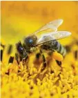  ??  ?? Die fleißige Biene ist schon ganz schwer beladen. Aufgenomme­n von Gerhard Hof aus Biberbach (Landkreis Augsburg).