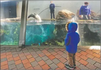  ??  ?? A young passerby watches as Chacoda, an Atlantic harbor seal, leaps out of the water at an outdoor exhibit at the New England Aquarium.