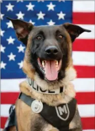  ?? PHOTO BY RO ?? K9 Matrix is a narcotics and patrol dog, serving with the West Caln Police Department.