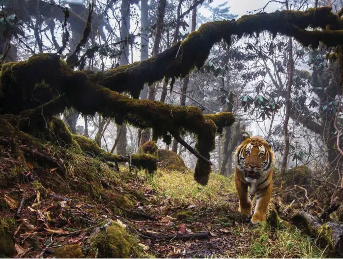  ?? FOTO: EMMANUEL RONDEAU, NTB SCANPIX ?? TRUET: Tigeren er en truet dyreart. I 1993 ble handel med produkter fra tigre forbudt etter sterkt internasjo­nalt press. Men nå åpner igjen Kina for ny handel.