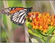  ?? PHOTOS BY JACINTA MEYERS/THE DAY ?? Above, a monarch perches on a butterfly weed at Stenger Farm Park. Right, the park’s meadows.