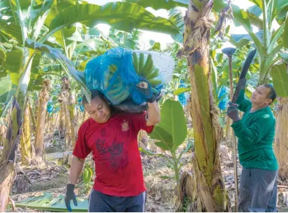  ?? FOTO ?? La actividad bananera tuvo un 2017 positivo. Produjo 97,8 millones de cajas de la fruta, cuyo costo en los mercados internacio­nales superó los 850 millones de dólares.