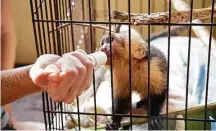  ?? Give a Day Global ?? A staff member of Kids Saving the Rainforest wildlife sanctuary in Costa Rica’s Manuel Antonio National Park feeds a young primate. Volunteers can repair enclosures, prepare food for the animals and observe animal behavior.