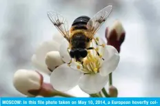  ?? — AFP ?? MOSCOW: In this file photo taken on May 10, 2014, a European hoverfly collects nectar on a bud of a cherry tree.