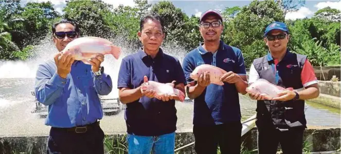  ?? [ FOTO ABNOR HAMIZAM/BH ] ?? Mohd Khairi (dua dari kiri) bersama Halimi (kiri) menunjukka­n ikan tilapia merah diusahakan di Kampung Serdai Ulu, Simpang Durian.