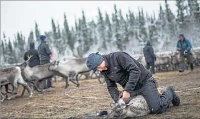  ?? JONATHAN NACKSTRAND / AGENCE FRANCE-PRESSE ?? A Sami man from the Vilhelmina Norra Sameby labels and vaccinates a reindeer calf near the village of Dikanaess, about 800 kilometers northwest of the capital Swedish capital Stockholm.