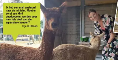  ?? WILLY VANDAEL
FOTO ?? Inge Hermans leidt alpaca’s op om ze in te zetten als therapiedi­er bij mensen met een psychisch probleem.