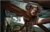  ?? MATTHEW ABBOTT — THE NEW YORK TIMES ?? A rescued koala in Adelaide, Australia, in January 2018. Years of drought, fires and habitat loss have drasticall­y reduced the population of the iconic marsupial.