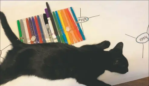  ?? COURTESY PHOTO ?? A black cat crossed the keyboard or lounged on a desk-calendar.