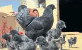  ?? HT FILE ?? The Kadaknath breed is popular not only because of its taste but also due to its low cholestero­l and high protein content.