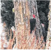  ??  ?? Experts agree there are cases where woodpecker­s do find food in wood, but most of the late winter and early spring drilling is done to make a noise to court mates.