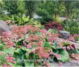  ??  ?? Bergenia cordifolia.