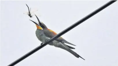  ?? National Trust/ Andy Butler ?? ●» A bee-eater catches dragonfly at Wydcombe, Isle of Wight port and much of its coastline consists of small bracken-covered cliff faces.
“When my son Adam first spotted the falcon it had just killed a curlew,