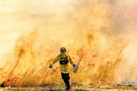  ?? Photos by Noah Berger / Special to The Chronicle ?? A firefighte­r practices lighting backfires, a technique to stop wildfires from spreading, during training exercises in Antioch.