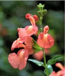  ??  ?? Perennial Salvia x jamensis ‘Dyson’s Orangy Pink’ has aromatic leaves. Its salmon-pink flowers fade to an unusual shade of orange.